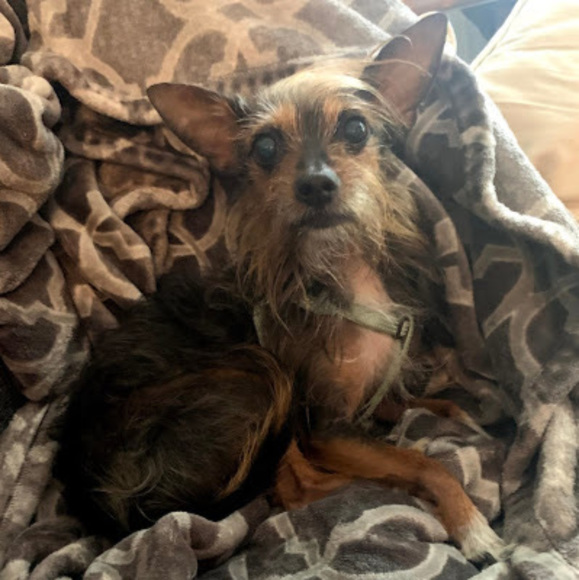 Meet your Posher, Alexa - Picture 1 of 1